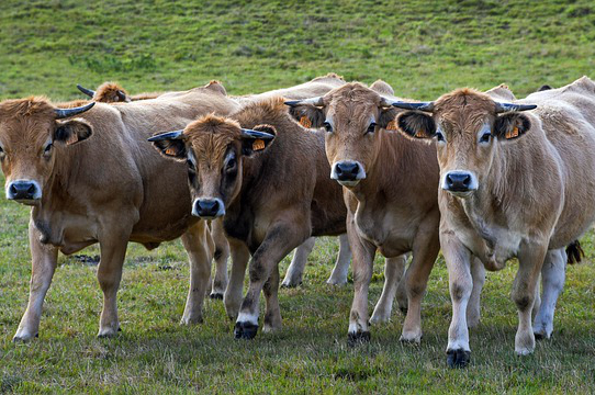 草原上养牛让盖牛棚让不，在自己的院子盖牛棚育肥可以吗？需要注意什么？