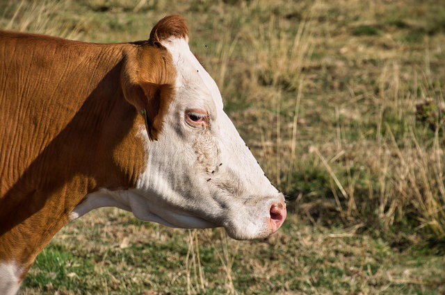 饲养牛当宠物的好处是什么(请教一下大家养牛行业怎样？有发展前景吗？)