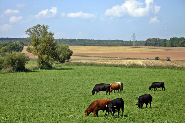 黄陂区养牛合作社在哪，一亩地可以养多少头牛？养牛要注意什么？