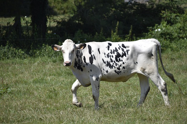 延边野外养牛 现在养殖什么品种的肉牛比较好养殖成本是多少