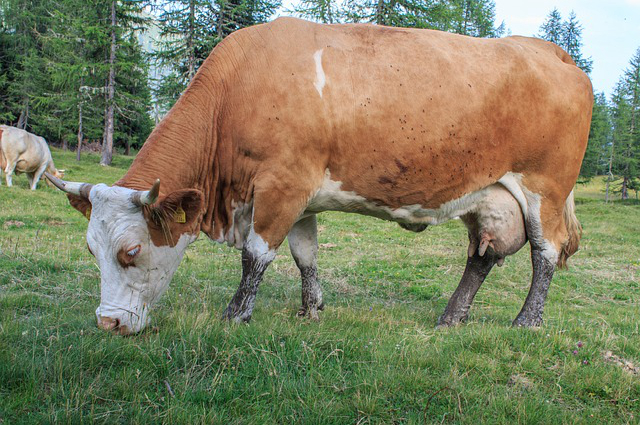 散养牛有哪些疾病症状？请问散养牛的技术