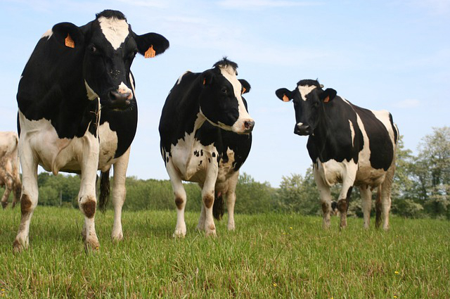 霉变饲草养牛，发霉的草料做堆发酵可以喂牛吗