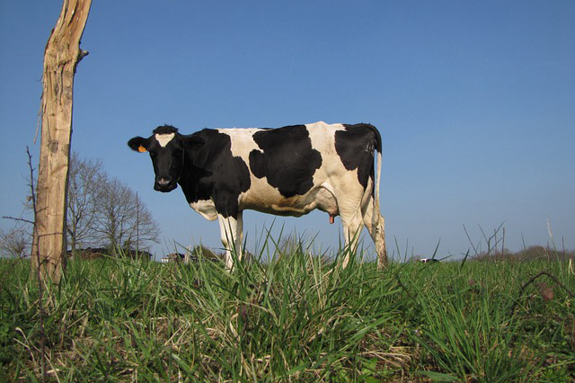 黄牛国家为什么禁止养牛 水牛和黄牛哪个更有市场