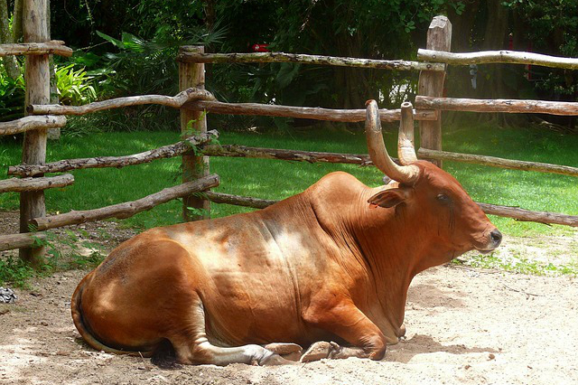 马山加方加周养牛场 哪种牛和羊适合浙江山区放养