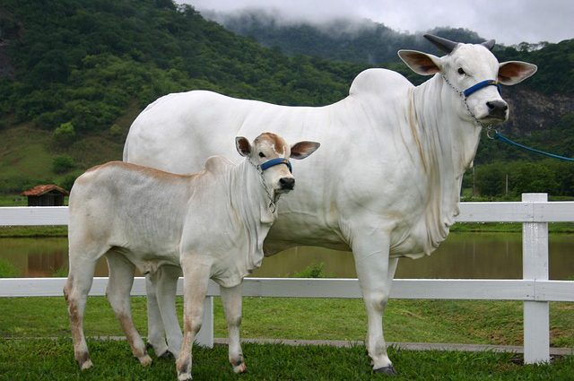 牛粪养牛的病害是什么(养牛场一般怎样处理牛粪)