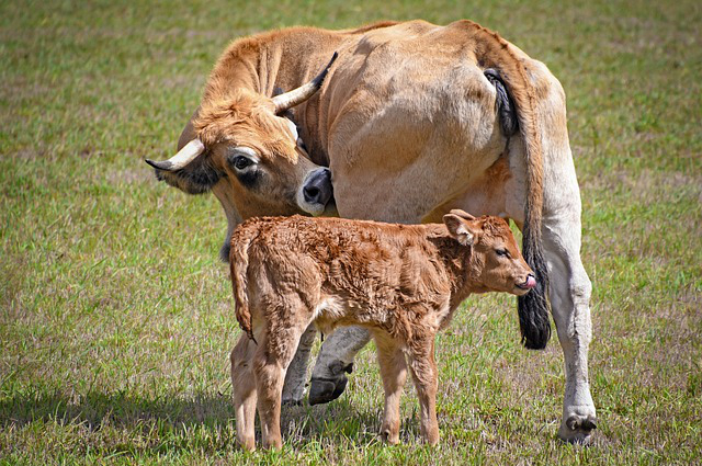 黔西南养牛2021年 黄牛牛犊多少钱一头？2020年黄牛养殖前景及成本利润怎么分析？