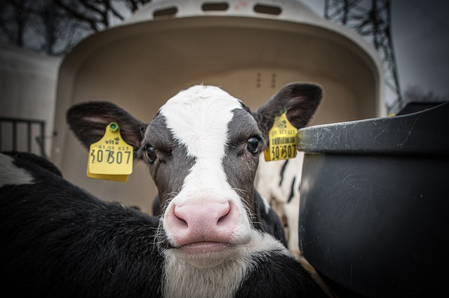 饲养牛检查孔位标准规范(牛肚子上开的孔对牛会不会有危害开孔的目的是什么)