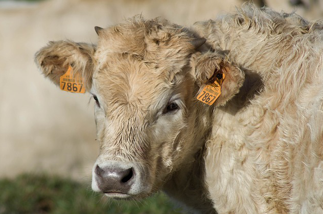 麦麸在养牛中的应用 麦糠喂羊的正确方法