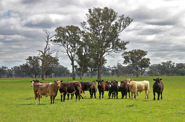 集体养牛厂实施方案 购买农村集体房该怎么写协议
