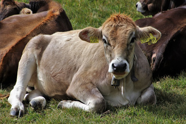 高山养牛有哪些优势 在山区的荒山上开养牛场可行吗