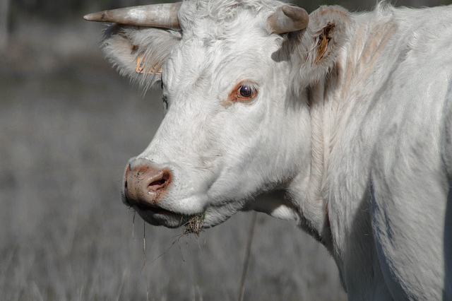 青海最大的养牛羊区域，西藏最大的牧业区是