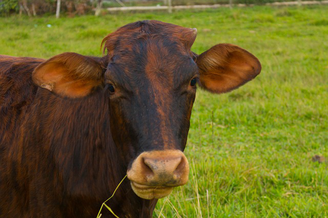 德国高科技养牛场 蒙牛奶牛品种