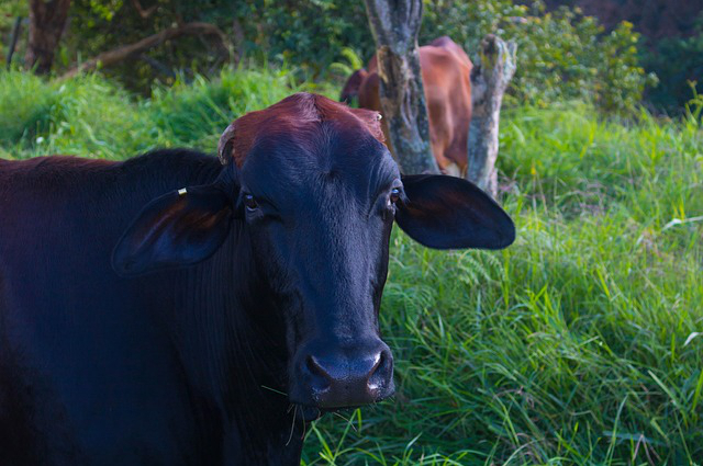 饲养牛有什么办法让他吃草，牛不吃草用土方法治好