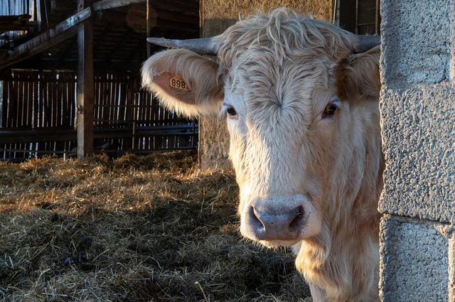黄牛放养牛棚搭建，距离农村安全饮水井多远可以建黄牛养殖场