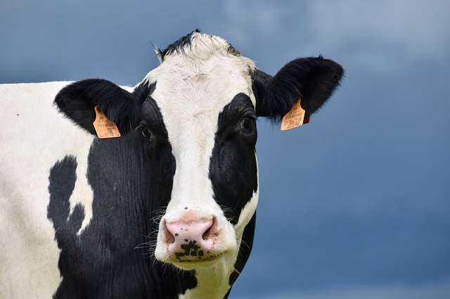 现在农村可以办养牛场吗 农村村内养牛合法吗