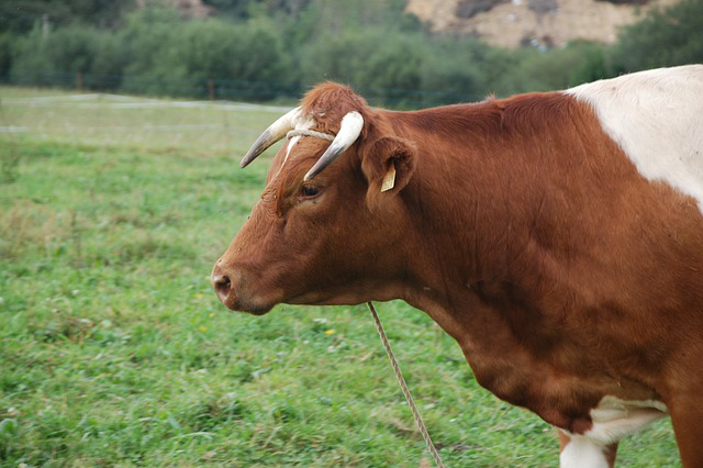 领养牛的模式有哪些，农场的牛是怎么玩