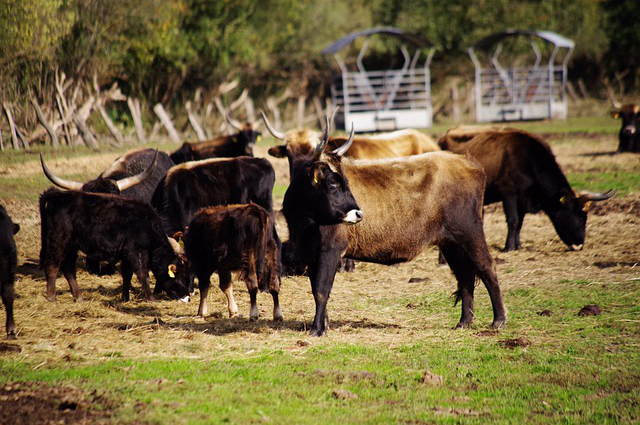 黄腐酸对养牛的应用与作用？牛棚搭建牛粪如何处理
