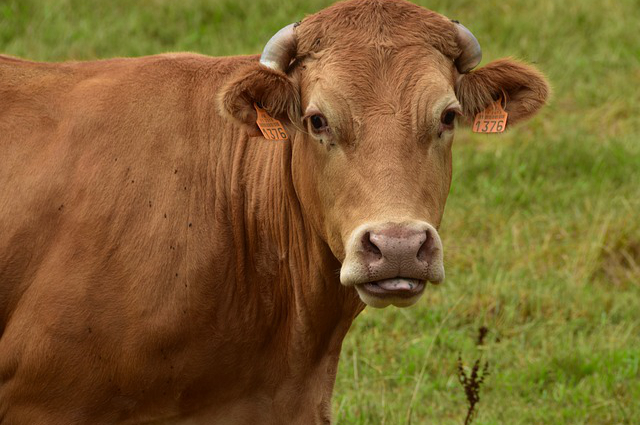 西班牙喜欢养牛吗现在还有吗？帝国时代3怎么才能养牛