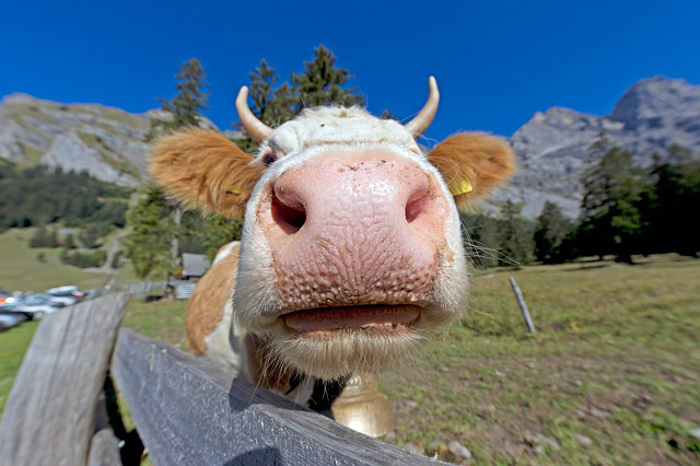 饲养牛能吃青草嘛有毒吗 对牛有什么影响吗