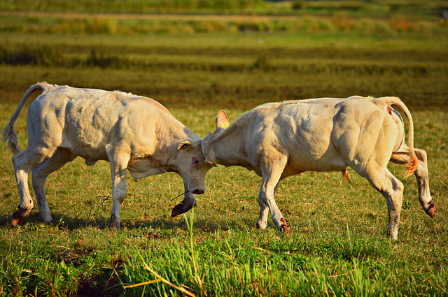 缅甸边境养牛户(勐海县的经济)