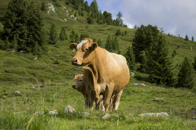 黄牛肉和饲养牛肉 真的比圈养吃饲料的黄牛肉好吃