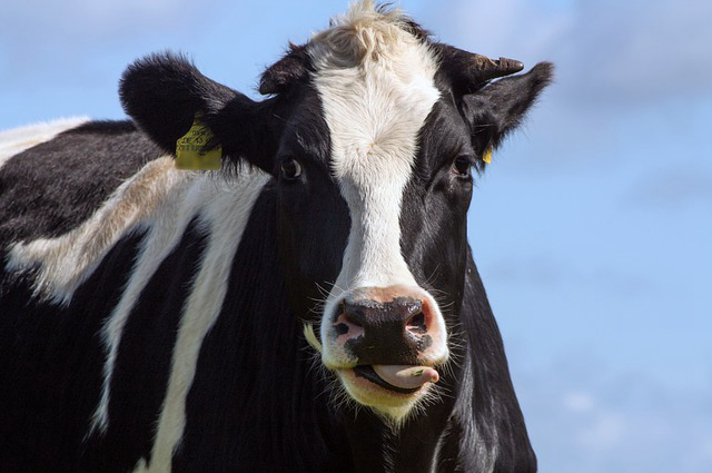高山养牛怎样选择牛种大小 牦牛养多久成牛年