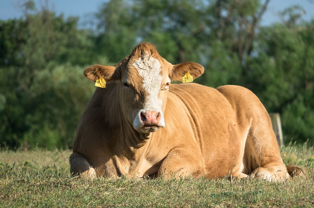 西门养牛技巧？刚出生两天的西门塔牛犊一天吃几次奶正常？