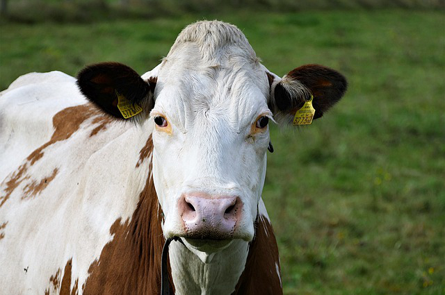 散养牛常见病的防治方法，养牛的常见病有哪些