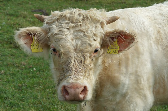 黑龙江畜牧业养牛补贴政策，2022年黑龙江养牛有补贴吗