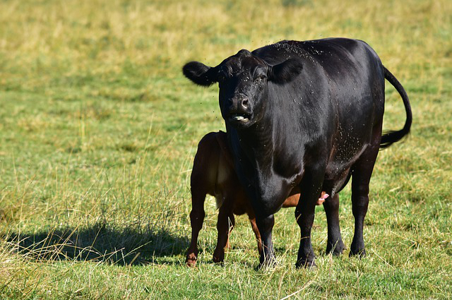 淄博有招养牛的吗？你有什么好的三农照片吗？