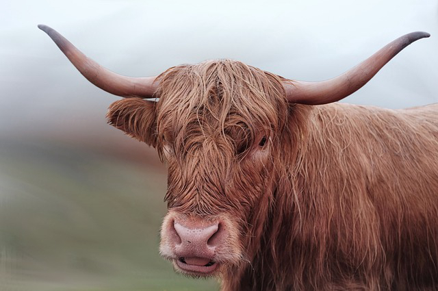 英国还养牛吗，国际三大牛种