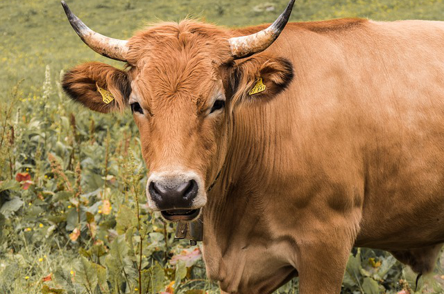 文山养牛牧草品种，昭通养牛要种什么牧草