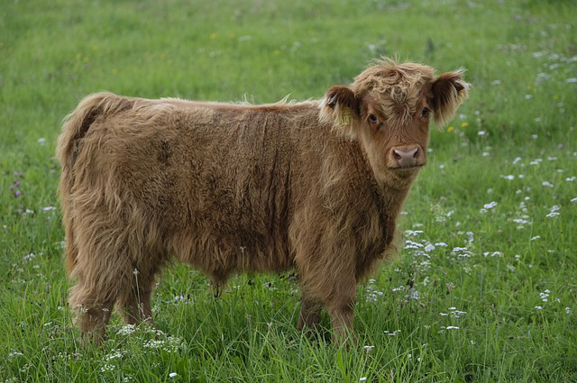 适合在农村做的小生意养牛，农村自家小院可以养牛吗