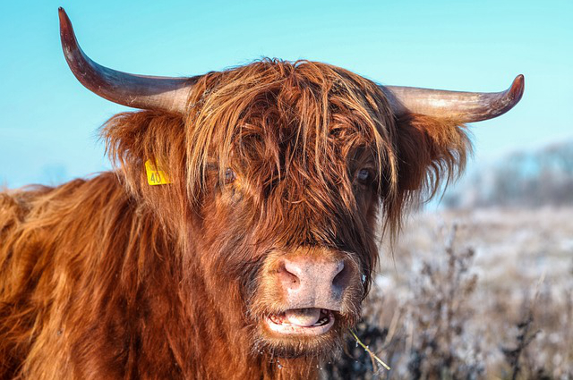细菌发酵养牛，养牛肚子胀气怎么治