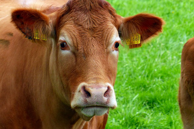 饲养牛一般有几种草种 牛籽种植要上什么肥料