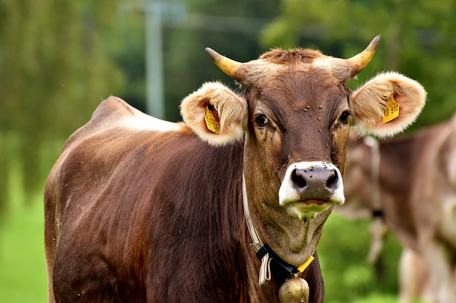 饲养牛一天喂几次，一头牛一天需要吃多少斤草料和精饲料