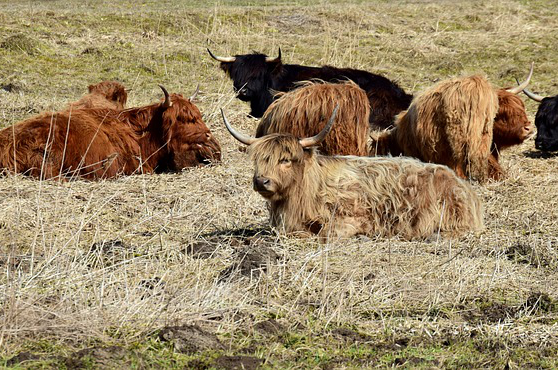 青海哪里养牛羊多的 西藏和内蒙古哪个适合养牛羊