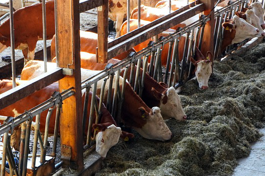 高青养牛发酵床项目 发酵牛床的定义