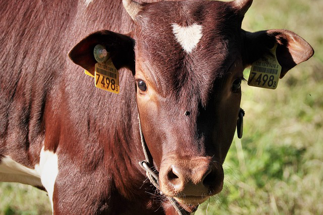 这样养牛容易得牛黄 养牛提取牛黄国家有没有紧致禁止