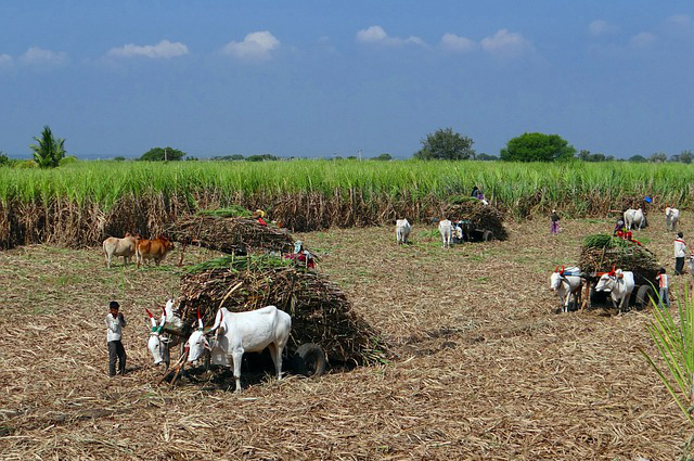 老挝适合养牛的地方，老挝养牛的优缺点