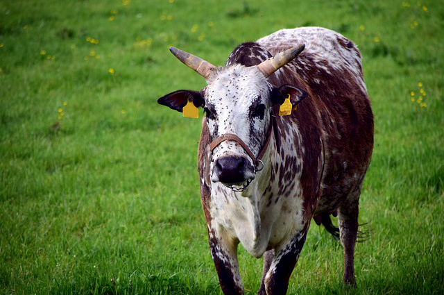 秋季养牛需要注意什么疾病 养牛最佳时间和方法