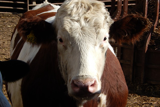 养牛用洋葱养牛更轻松吗，牛肉的麦穗是牛的哪个部位