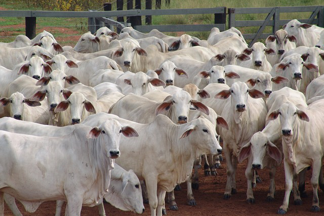 高原养牛营养成分分析表(巴西主要养殖牛品种)