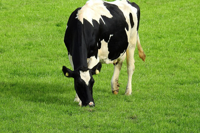 麦秸秆能养牛吗？小麦的秸秆可以用来喂牛吗需要注意什么