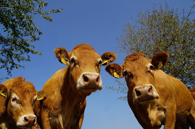 预混料养牛有用吗 养母牛为什么要用预混料母牛预混料的主要成分是什么