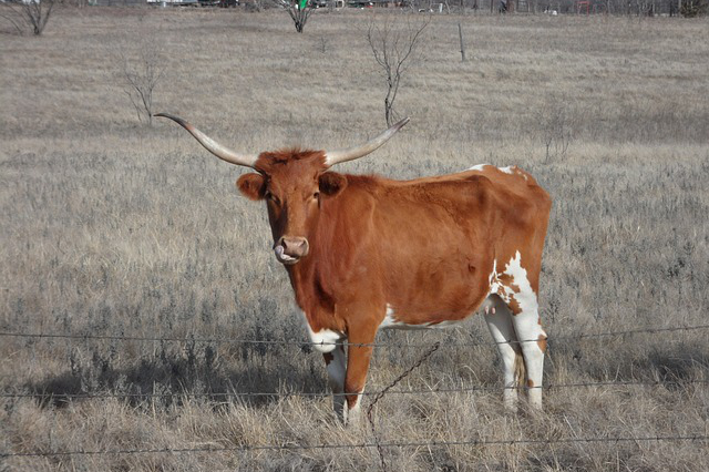 陕西高陵有一个养牛的地方，国内都有那些优质牛种都产之那里