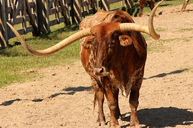 齐齐哈尔养牛大户，拜泉县黄肉牛属于哪儿的特产
