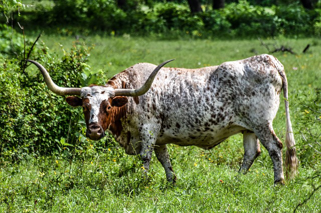 鄂尔多斯适合养牛，适合内蒙古自治区发展放牧的独特自然条件是