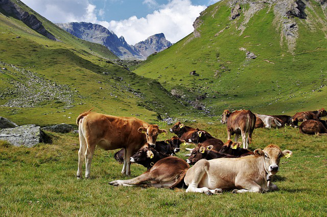 自然放养牛牛怎么养的快 忽悠了地球人的“神户牛肉”