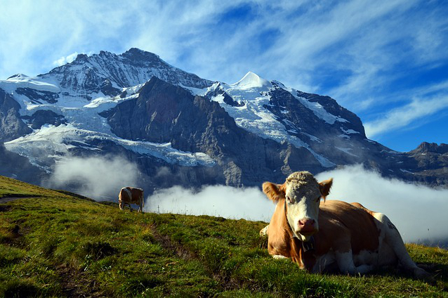 饲养牛的品种有哪些？荷兰肉牛品种有哪些